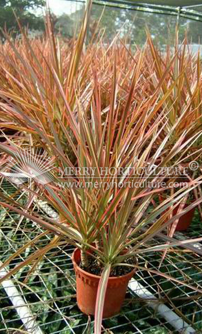 Dracaena colorama